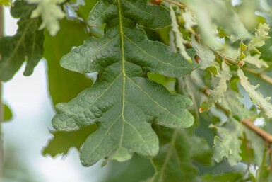 Quercus pubescens HO 12/14 P/K Quercus pubescens Hochstamm 12/14