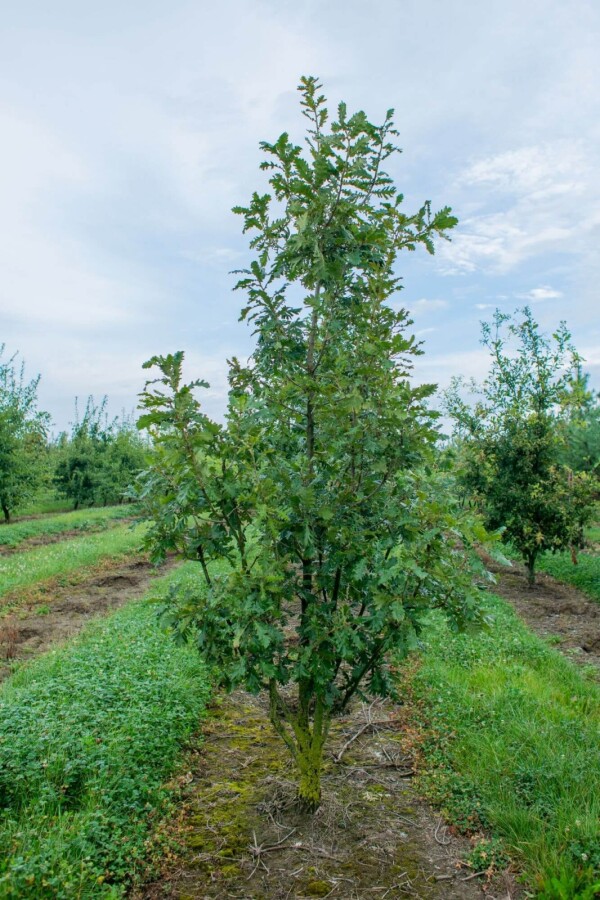 Quercus pubescens ME 200-250 P/K Quercus pubescens Mehrstämmig 200-250