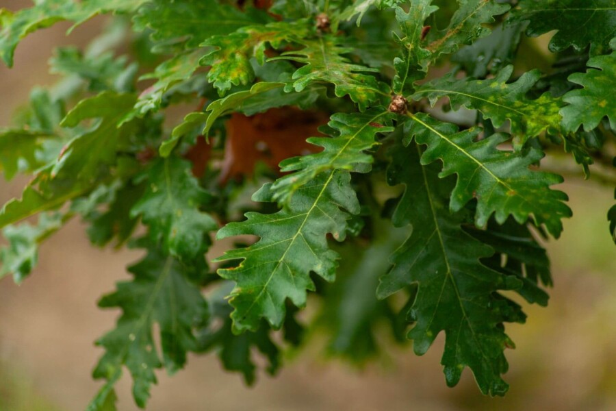Quercus pubescens ME 200-250 P/K Quercus pubescens Mehrstämmig 200-250