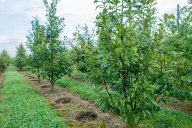 Quercus pubescens mehrstämmig 200-250