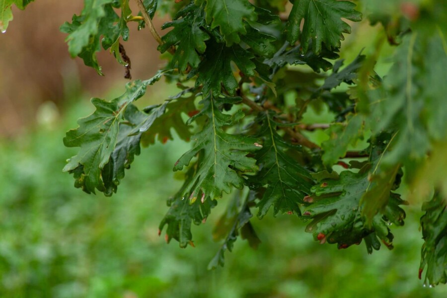 Quercus pubescens ME 200-250 P/K Quercus pubescens Mehrstämmig 200-250