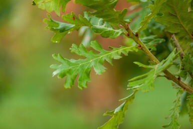 Quercus pubescens ME 200-250 P/K Quercus pubescens Mehrstämmig 200-250