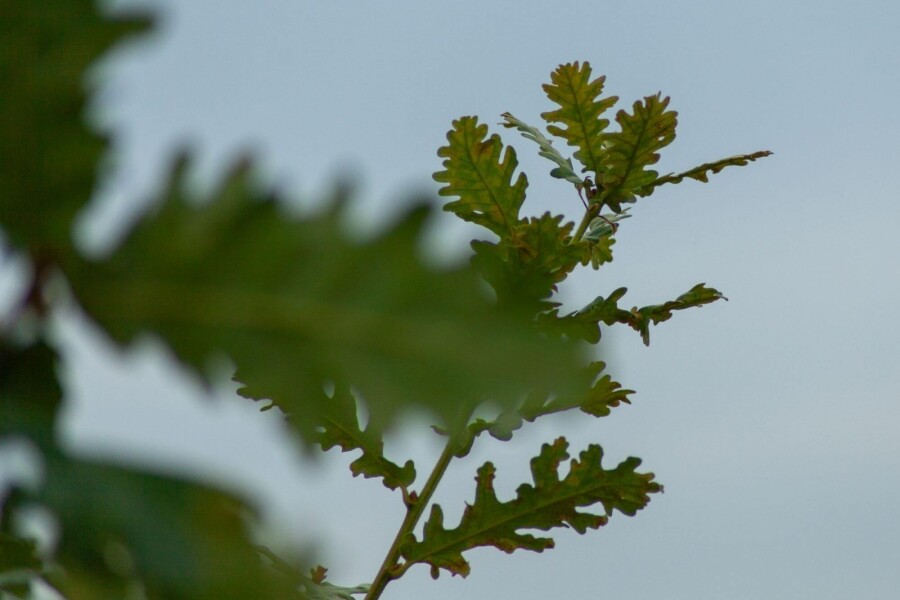 Quercus pubescens ME 200-250 P/K Quercus pubescens Mehrstämmig 200-250