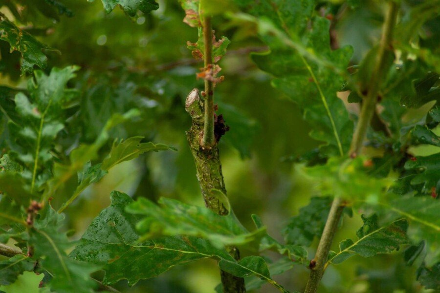 Quercus pubescens ME 200-250 P/K Quercus pubescens Mehrstämmig 200-250