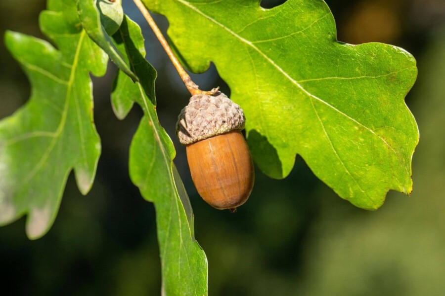 Quercus robur Quercus robur