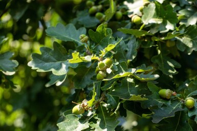 Quercus robur