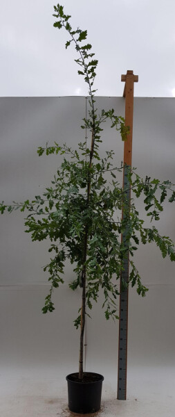 Quercus robur Hochstamm Quercus robur Hochstamm