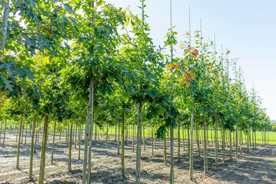 Quercus robur HO 6/8 P/K Quercus robur Hochstamm 6/8