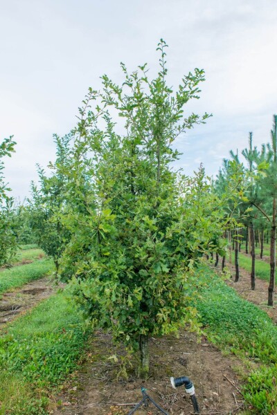 Quercus robur meerstammig