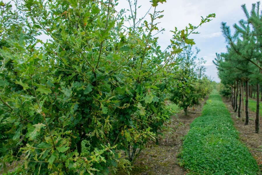 Quercus robur ME 200-250 P/K Quercus robur Mehrstämmig 200-250