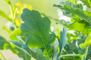 Quercus robur 'Fastigiate Koster'