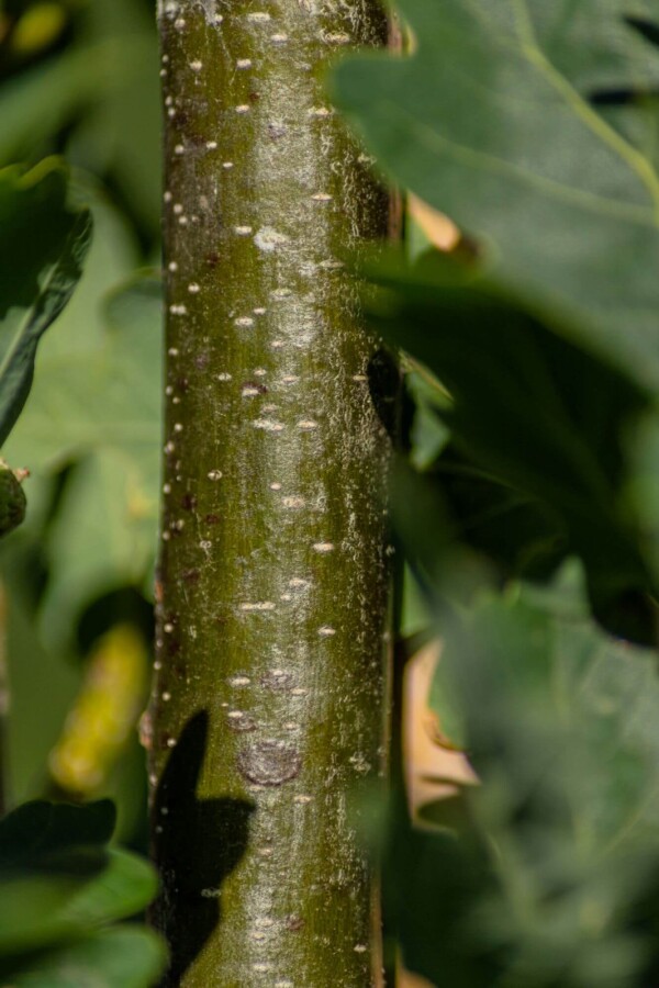 Quercus robur 'Fastigiate Koster' Quercus robur 'Fastigiate Koster'