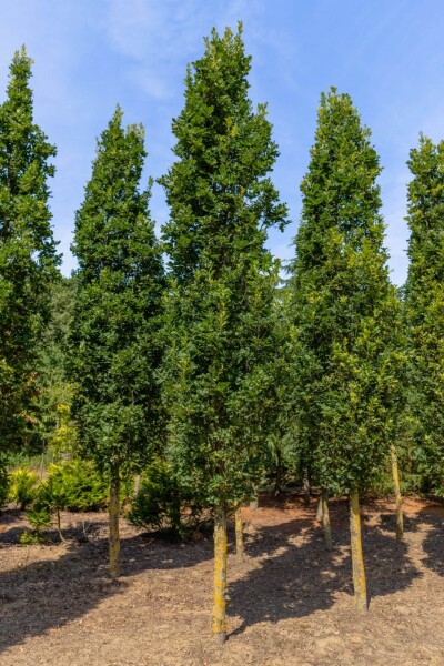 Quercus robur 'Fastigiate Koster' Hochstamm Quercus robur 'Fastigiate Koster' Hochstamm