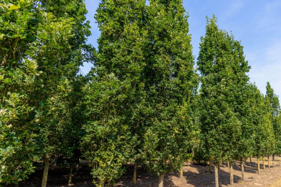 Quercus 'Fastigiate Koster' HO 4/6 P/K Quercus robur 'Fastigiate Koster' Hochstamm 4/6