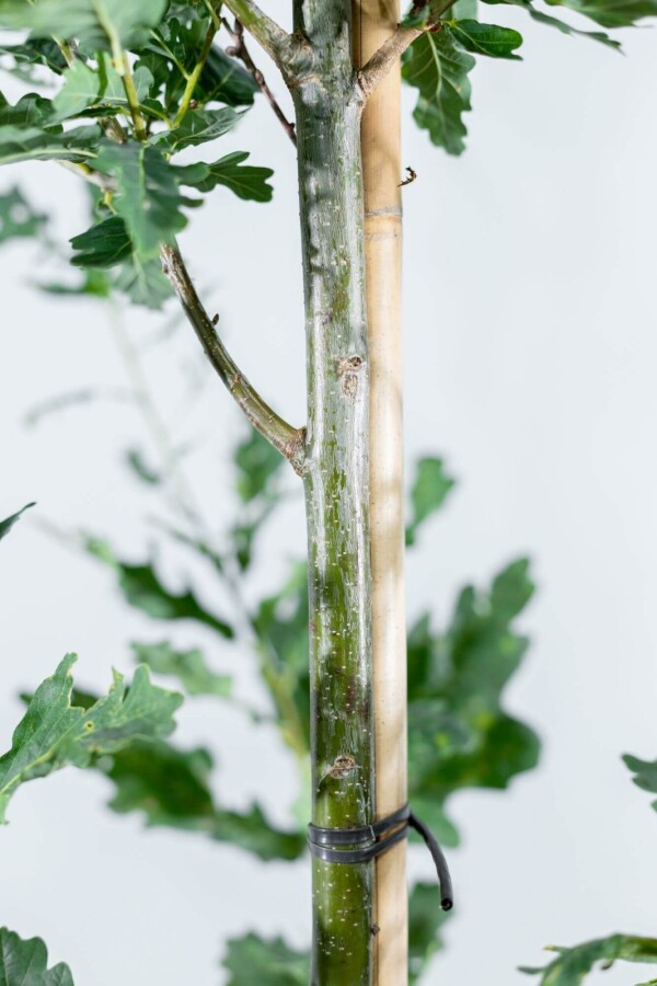 Quercus 'Fastigiate Koster' HO 4/6 P/K Quercus robur 'Fastigiate Koster' Hochstamm 4/6