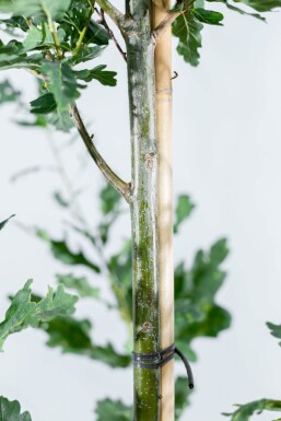 Quercus 'Fastigiate Koster' HO 4/6 P/K Quercus robur 'Fastigiate Koster' Hochstamm 4/6
