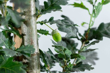 Quercus 'Fastigiate Koster' HO 4/6 P/K Quercus robur 'Fastigiate Koster' Hochstamm 4/6