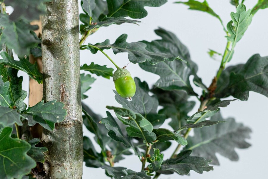 Quercus 'Fastigiate Koster' HO 4/6 P/K Quercus robur 'Fastigiate Koster' Hochstamm 4/6