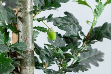 Quercus 'Fastigiate Koster' HO 4/6 P/K Quercus robur 'Fastigiate Koster' Hochstamm 4/6