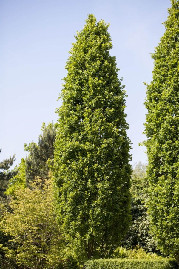 Quercus 'Fastigiate Koster' HO 4/6 P/K Quercus robur 'Fastigiate Koster' Hochstamm 4/6