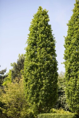 Quercus 'Fastigiate Koster' HO 4/6 P/K Quercus robur 'Fastigiate Koster' Hochstamm 4/6