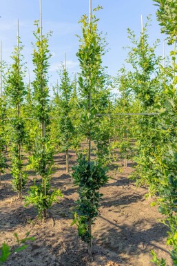 Quercus 'Fastigiate Koster' BE 6-8 P/K Quercus robur 'Fastigiate Koster' Stammbusch 6-8