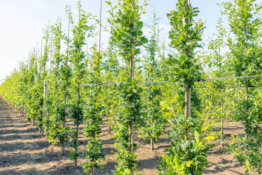 Quercus 'Fastigiate Koster' BE 6-8 P/K Quercus robur 'Fastigiate Koster' Stammbusch 6-8
