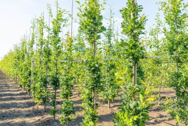 Quercus 'Fastigiate Koster' BE 6-8 P/K Quercus robur 'Fastigiate Koster' Stammbusch 6-8