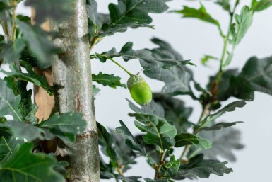 Quercus robur 'Fastigiate Koster' stammbusch 8/10