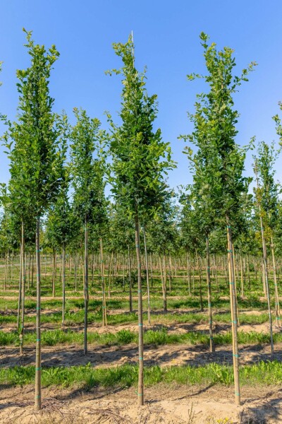 Quercus robur 'Fastigiata' Hochstamm Quercus robur 'Fastigiata' Hochstamm