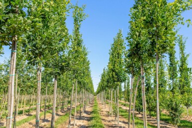 Quercus robur 'Fastigiata' hochstamm 10/12