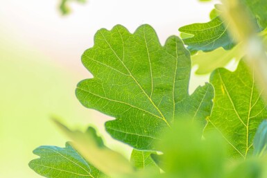 Quercus robur 'Fastigiata' hochstamm 10/12