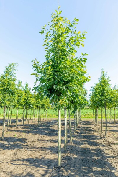 Quercus rubra Quercus rubra