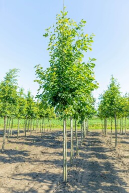 Quercus rubra