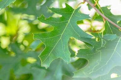 Quercus rubra Quercus rubra