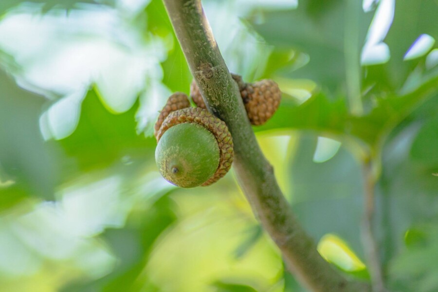 Quercus rubra Quercus rubra