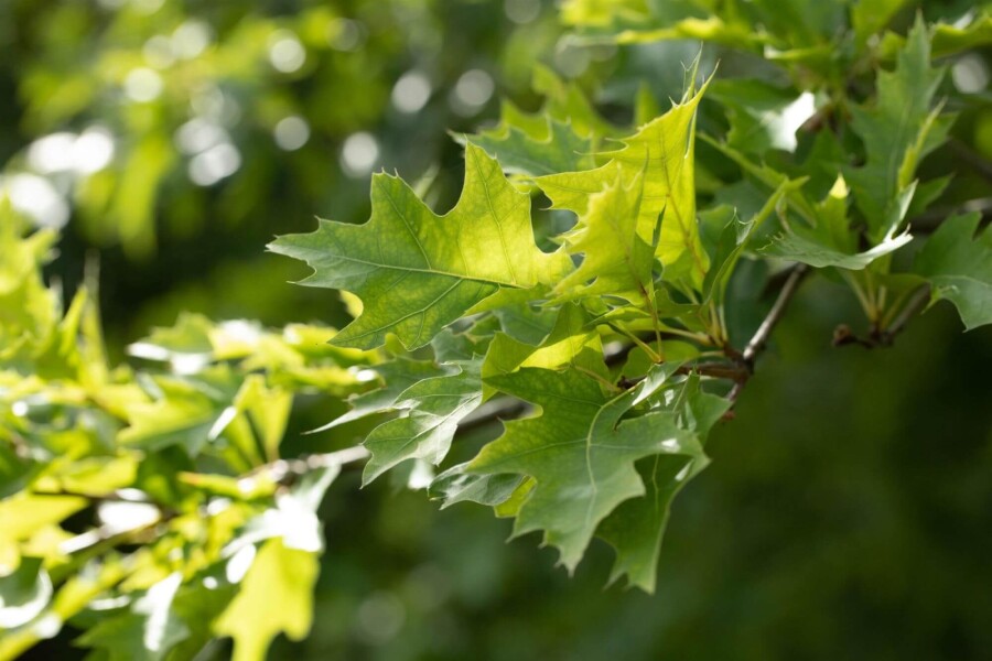 Quercus rubra HO 8/10 P/K Quercus rubra Hochstamm 8/10