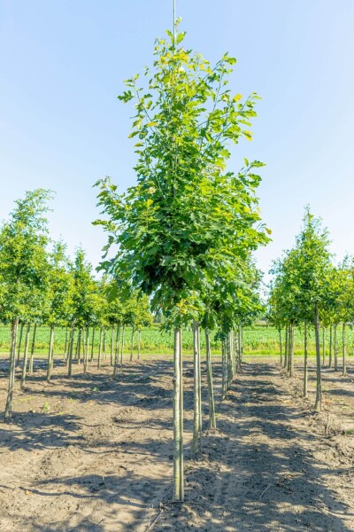 Quercus rubra hoogstam