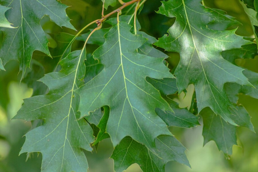 Quercus rubra HO 8/10 P/K Quercus rubra Hochstamm 8/10