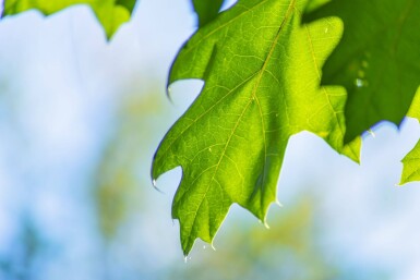 Quercus rubra HO 8/10 P/K Quercus rubra Hochstamm 8/10