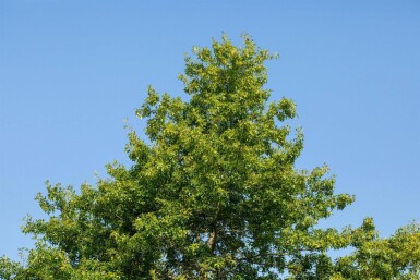 Quercus rubra hochstamm 10/12