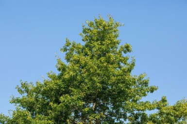 Quercus rubra HO 8/10 P/K Quercus rubra Hochstamm 8/10