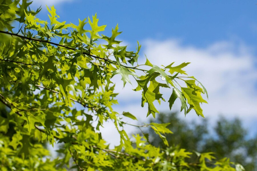 Quercus rubra HO 8/10 P/K Quercus rubra Hochstamm 8/10