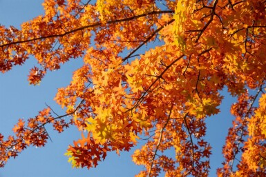 Quercus rubra HO 8/10 P/K Quercus rubra Hochstamm 8/10