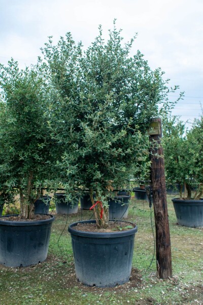 Quercus rubra meerstammig