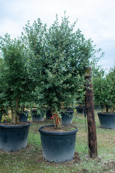Quercus rubra Mehrstämmig Quercus rubra Mehrstämmig