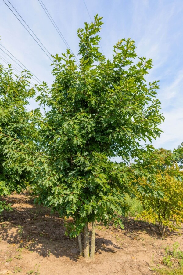 Quercus rubra ME 200-250 P/K Quercus rubra Mehrstämmig 200-250