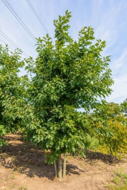 Quercus rubra ME 200-250 P/K Quercus rubra Mehrstämmig 200-250