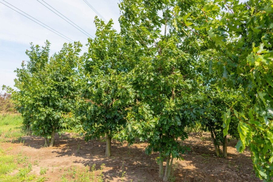 Quercus rubra ME 200-250 P/K Quercus rubra Mehrstämmig 200-250