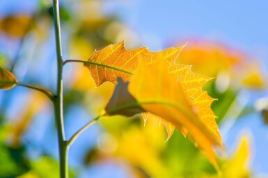 Quercus rubra mehrstämmig 200-250